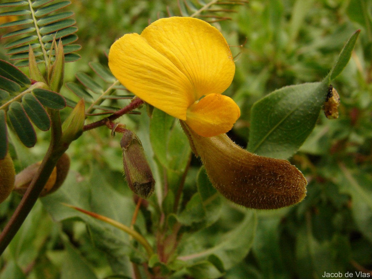 Aeschynomene aspera L.